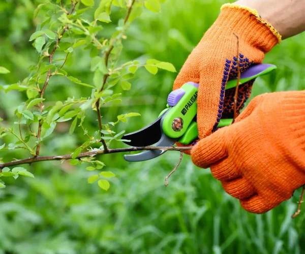 spring-pruning-roses-in-the-garden-gardener-s-hands-with-secate.jpg